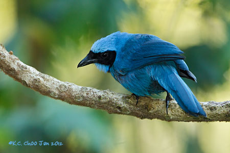 Turquoise Jay