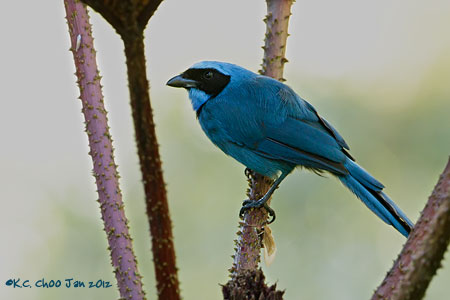 Turquoise Jay