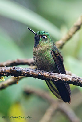 Tyrian Metaltail