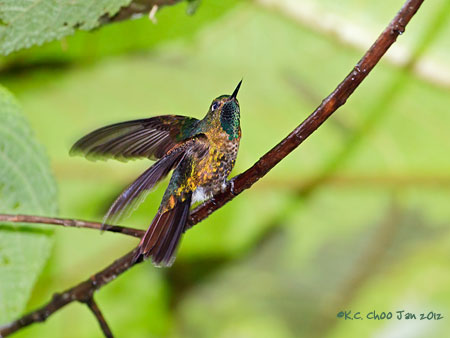 Tyrian Metaltail