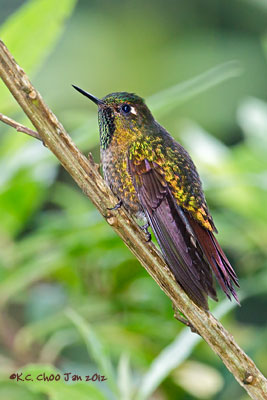 Tyrian Metaltail