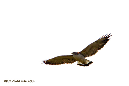 Variable Hawk