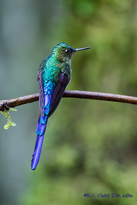 Violet-tailed Sylph