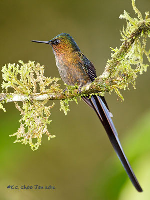Violet-tailed Sylph
