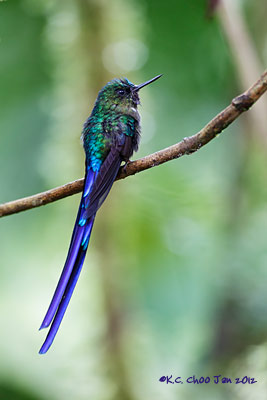 Violet-tailed Sylph