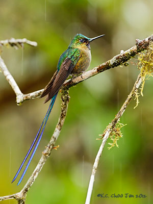 Violet-tailed Sylph