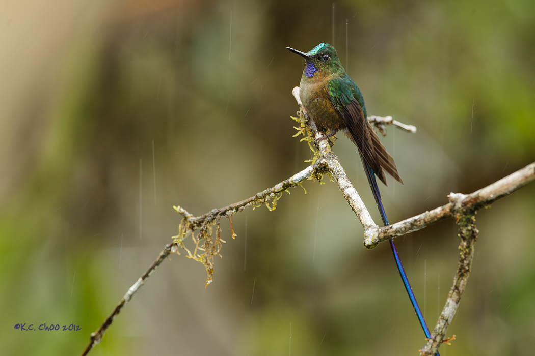 Violet-tailed Sylph