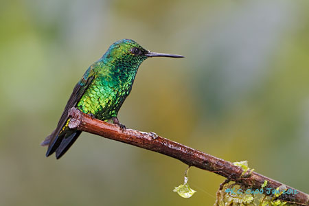 Western Emerald