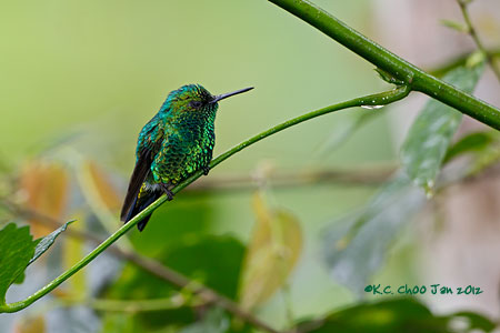 Western Emerald