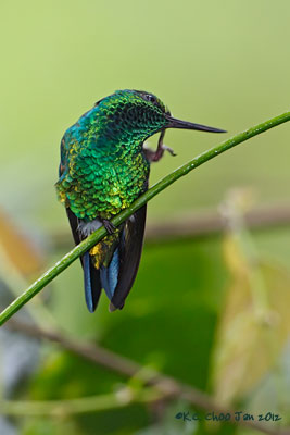 Western Emerald