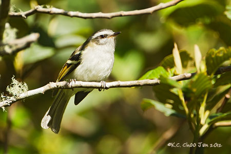White-banded Tyrannulet