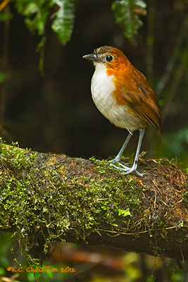 White-bellied Antpitta