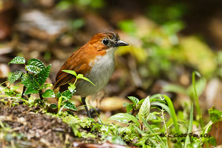 White-bellied Antpitta