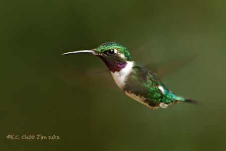 White-bellied Woodstar