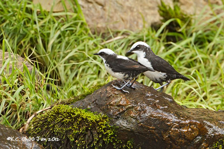 White-capped Dipper