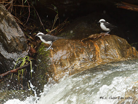 White-capped Dipper