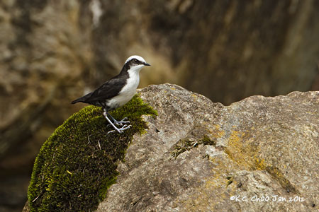 White-capped Dipper