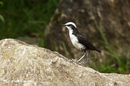 White-capped Dipper