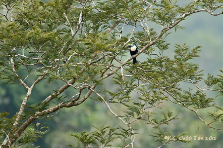 White-throated Toucan