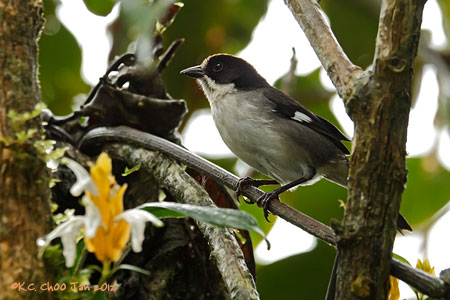 White-winged Brushfinch