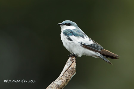 White-winged Swallow