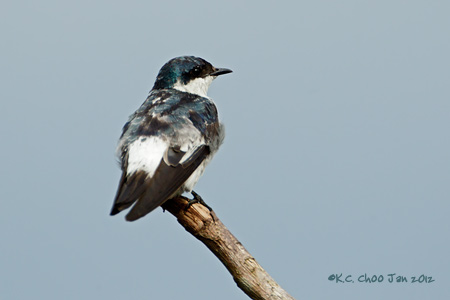 White-winged Swallow