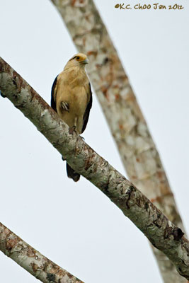 Yellow-headed Caracara
