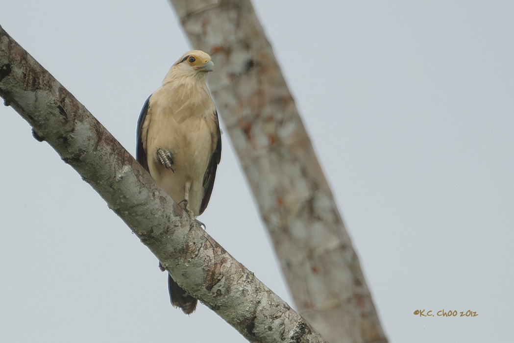 Yellow-headed Caracara