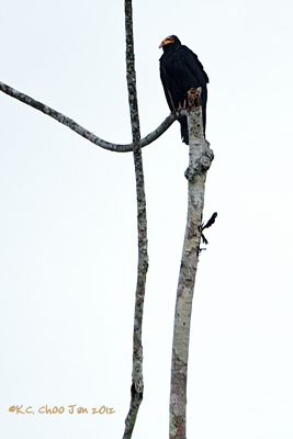 Yellow-headed Vulture
