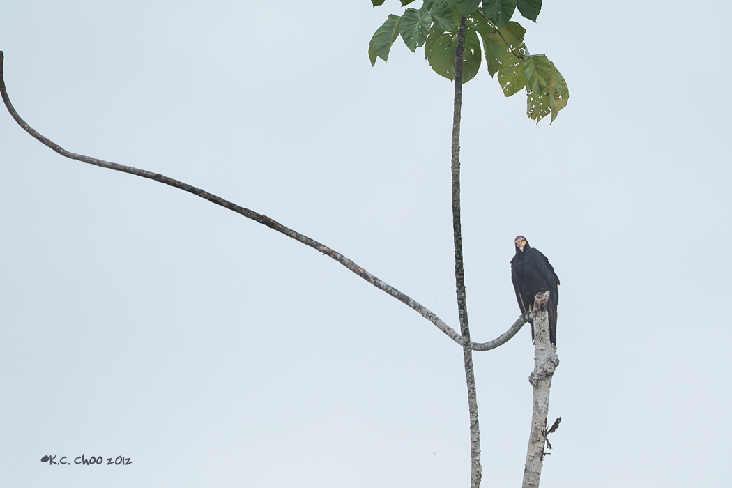 Yellow-headed Vulture