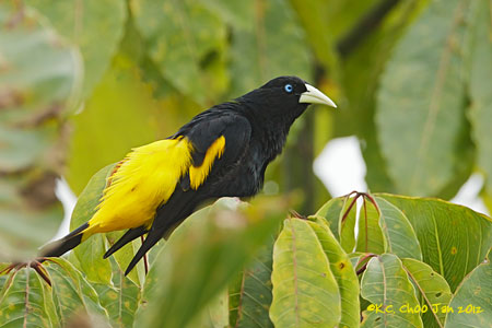 Yellow-rumped Cacique
