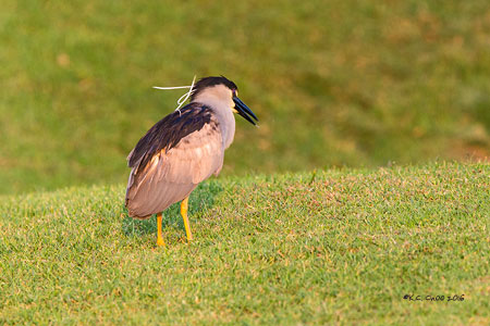 Auku'u