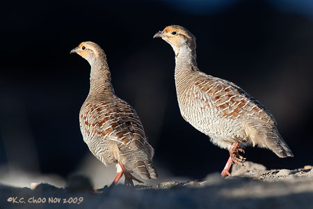 Grey Francolin