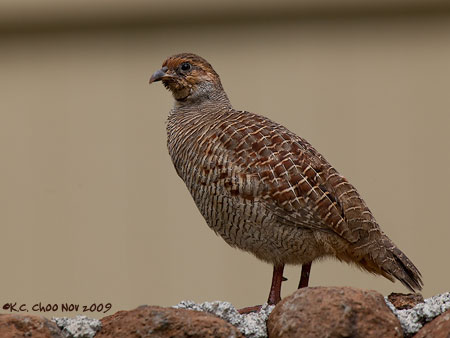 Grey Francolin