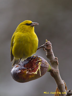 Hawai'i 'Amakihi