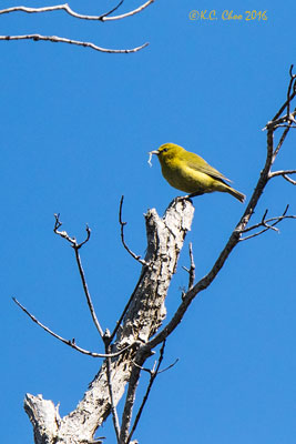 Hawai'i 'Amakihi