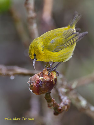 Hawai'i 'Amakihi
