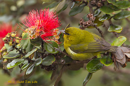 Hawai'i 'Amakihi