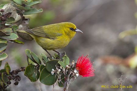 Hawai'i 'Amakihi