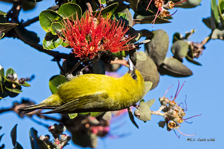 Hawai'i 'Amakihi
