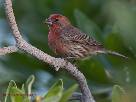 House Finch