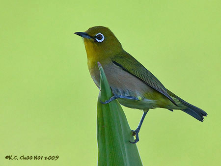 Japanese White-eye