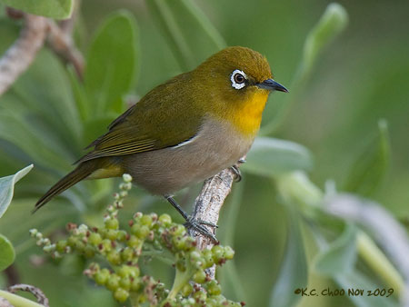 Japanese White-eye