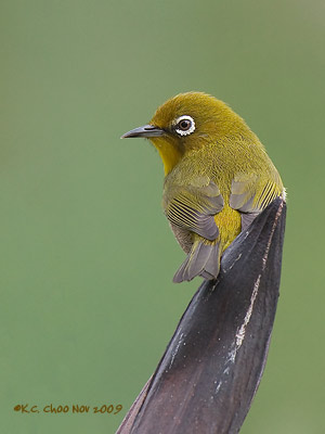 Japanese White-eye