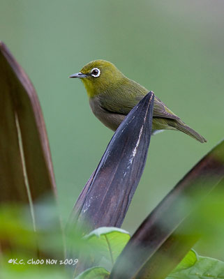 Japanese White-eye
