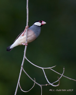 Java Sparrow