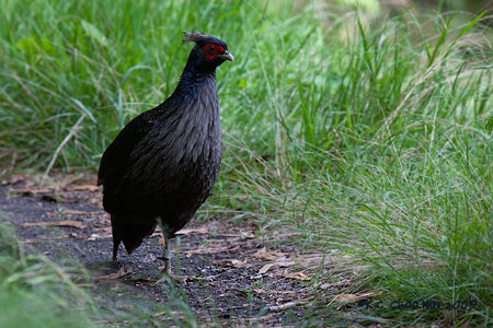 Kalij Pheasant