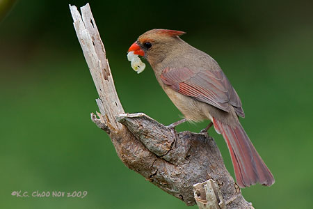 Northern Cardinal