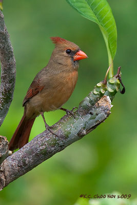Northern Cardinal