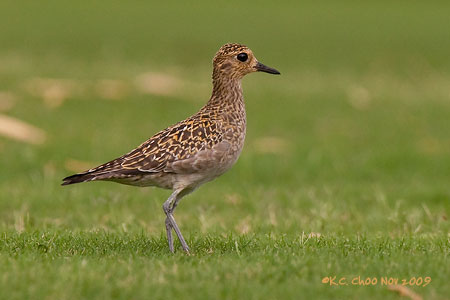 Pacific Golden Plover